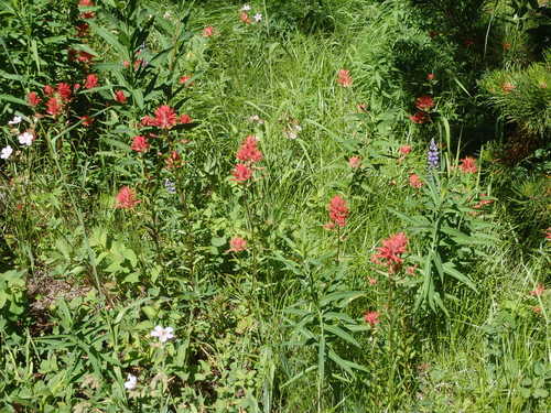 GDMBR: The Indian Paint Brush was brilliant.